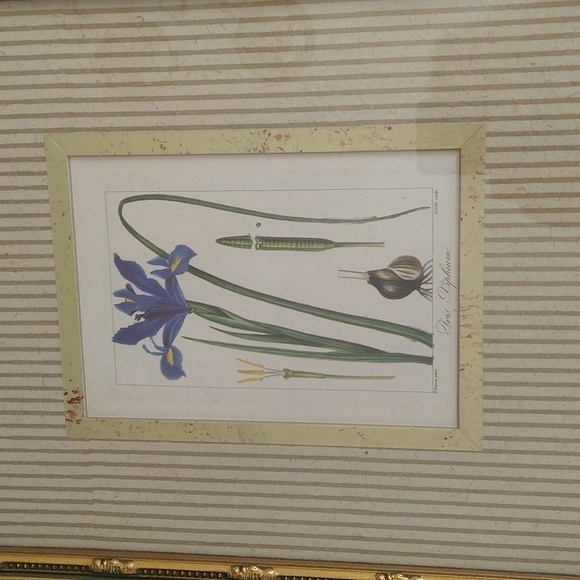 Rare antique vintage book plate botanic Iris xiphium gold frame blue - Picture 2 of 13